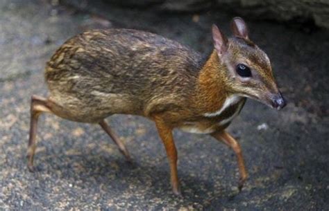animals that only found in the philippines